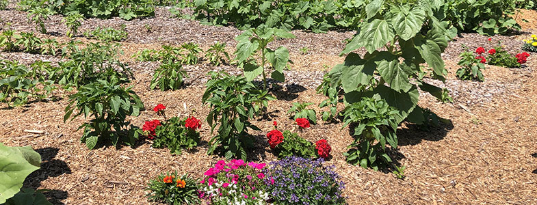 garden-2